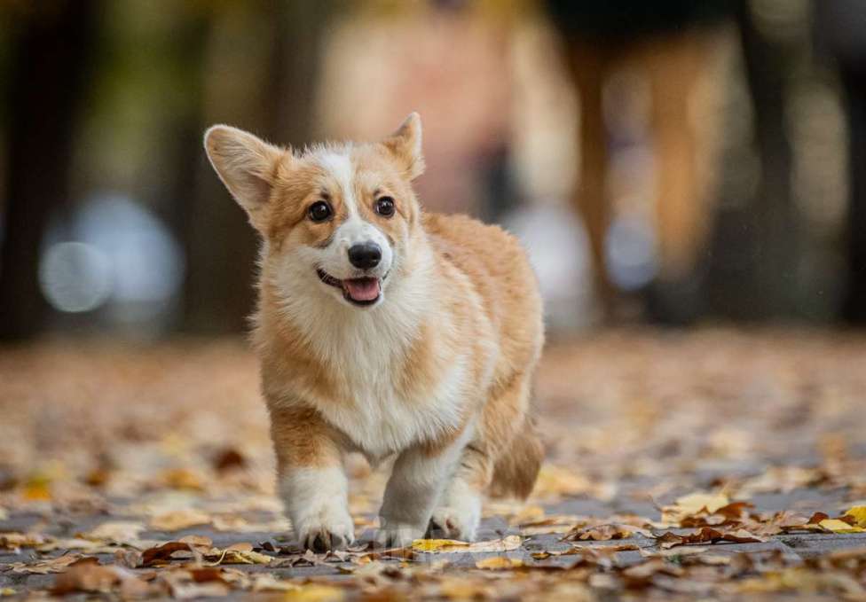 Собаки в Москве: Вельш корги пемброк, девочка Девочка, 70 000 руб. - фото 4