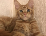 Кошки в Самаре: Шикарный Кот Мейн-кун Мальчик, 50 000 руб. - фото 4
