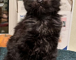 Кошки в Петергофе: Котенок Мейн Кун черный солид Мальчик, 30 000 руб. - фото 1