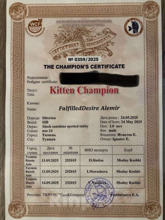 Кошки в Тюмени: Сибирский котёнок Мальчик, 15 000 руб. - фото 8