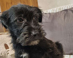 Собаки в Москве: Уголек. Ищет дом, вкусняшки  и хозяйскую руку. Мальчик, Бесплатно - фото 3
