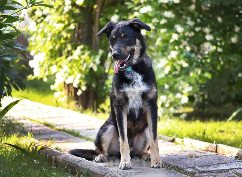 Собаки в Александрове: Чарли мечтает о доме и хозяине Мальчик, Бесплатно - фото 3