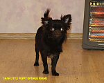 Собаки в Санкт-Петербурге: Супер шоколадный чихуахуа мальчик Мальчик, 70 000 руб. - фото 2