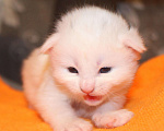 Кошки в Полярном Зоре: Котята из питомника, 10 000 руб. - фото 2