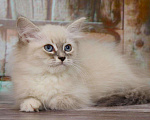 Кошки в Ливны: Невские маскарадные котята, 25 000 руб. - фото 2
