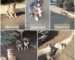 Собаки в Краснодаре: Отдадим в добрые руки щенков 2, 5 мес. Мальчик, Бесплатно - фото 1