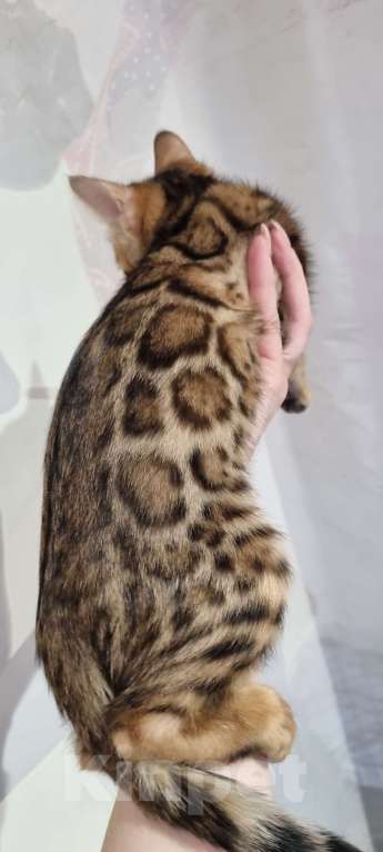 Кошки в Кемерово: Бенгальские котята с документами Девочка, 50 000 руб. - фото 2
