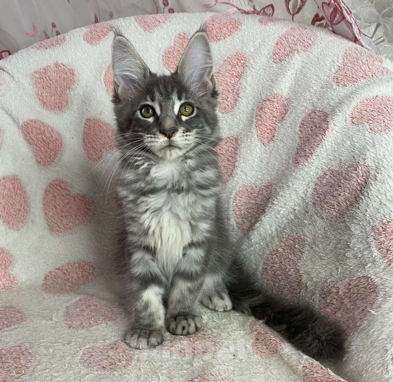 Кошки в Дмитрове: Голубая мраморная девочка мейн кун Zamira Девочка, 20 000 руб. - фото 5