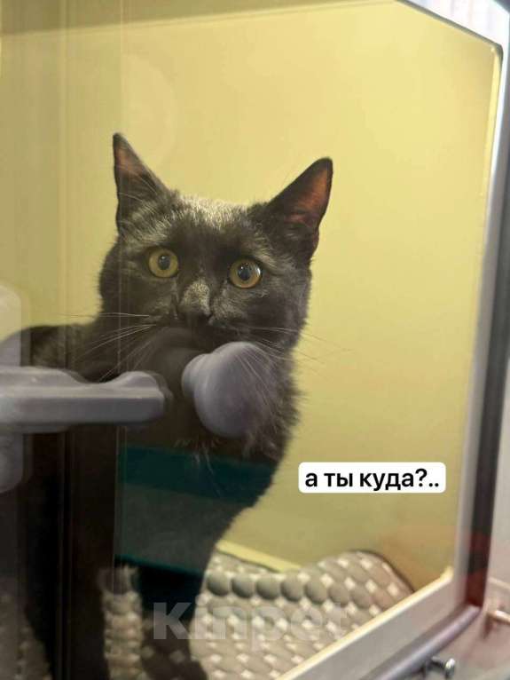 Кошки в Москве: Мальчик Вася в добрые руки Мальчик, Бесплатно - фото 1