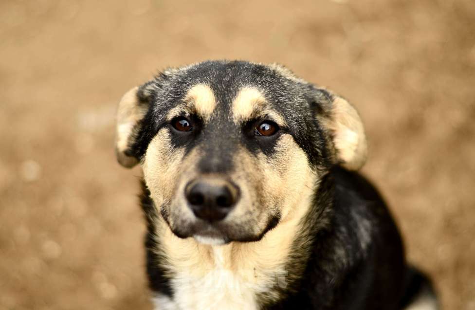 Собаки в Москве: щенок Ника ищет семью Девочка, Бесплатно - фото 5