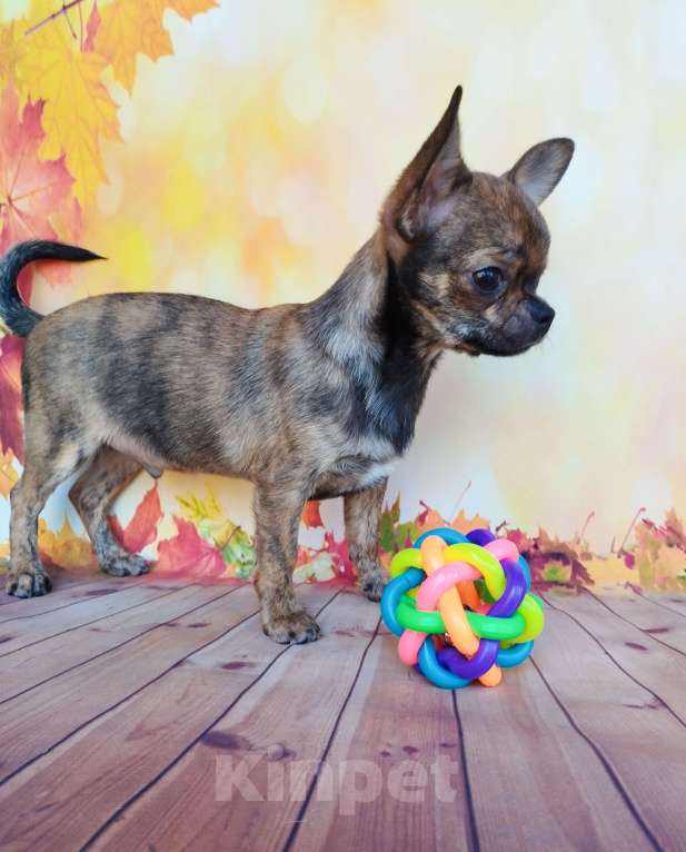 Собаки в Ногинске: Редкий экземпляр  Мальчик, 30 000 руб. - фото 2