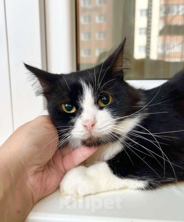 Кошки в Москве: Маленькая пушистая кошечка Фаня в добрые руки  Девочка, Бесплатно - фото 1