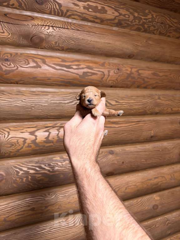 Собаки в Краснодаре: Той пудель щенок Девочка, 65 000 руб. - фото 1