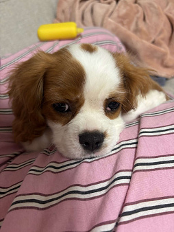 Щеночки кавалер кинг чарльз спаниель