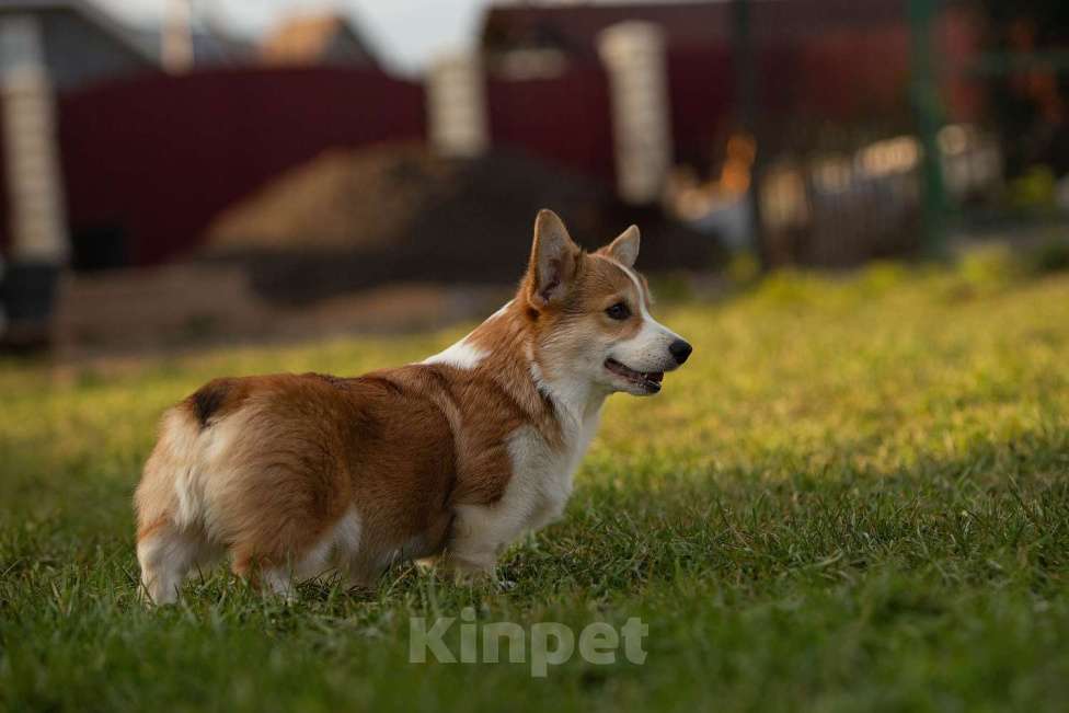 Собаки в других городах Ленинградской области: Замечательная девочка Снежа  Девочка, 65 000 руб. - фото 5