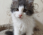 Кошки в Перми: Котенок Мейн Кун Девочка, 35 000 руб. - фото 1