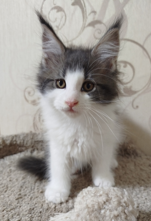 Кошки в Перми: Котенок Мейн Кун Девочка, 35 000 руб. - фото 1