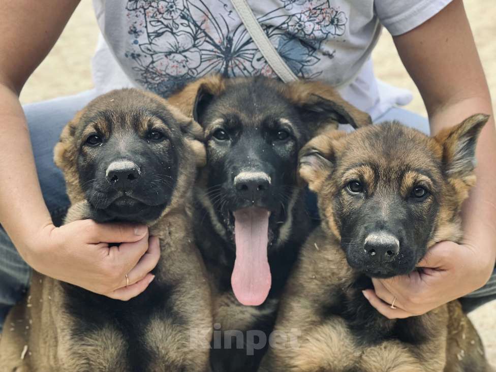 Собаки в Бронницах: Щенки немецкой овчарки Девочка, 40 000 руб. - фото 3