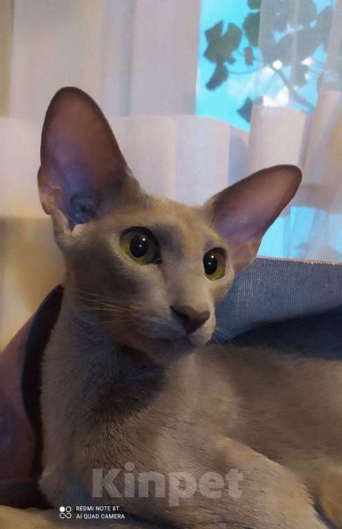 Кошки в Санкт-Петербурге: Ориентальные котёнок котик коричневый Мальчик, 35 000 руб. - фото 4