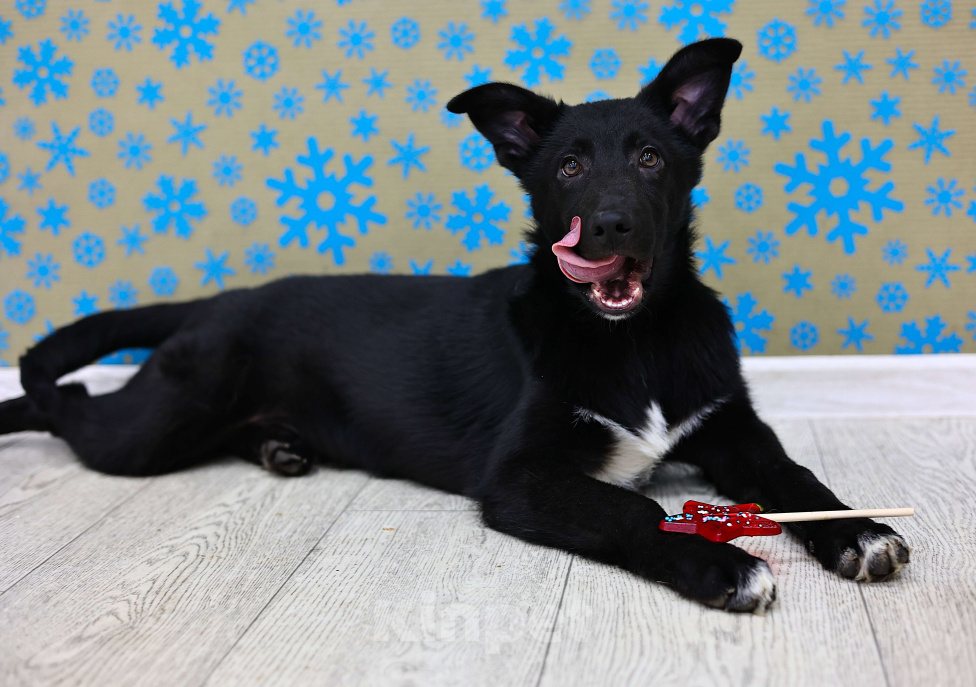 Собаки в Москве: Щенки бесплатно в Москве Мальчик, Бесплатно - фото 6