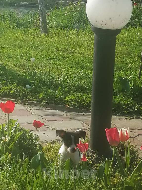 Собаки в Краснодаре: Метис девочка мини русский той и американский мини той терьер.  Девочка, 10 000 руб. - фото 5