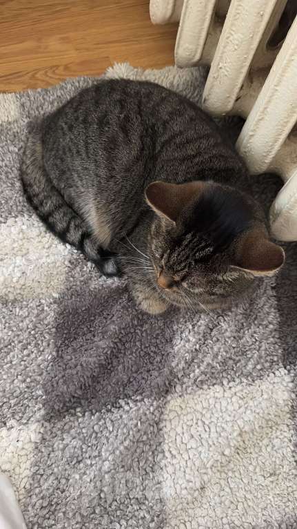 Кошки в Екатеринбурге: Потерялась кошечка ХВОСТИК  Девочка, 10 000 руб. - фото 3