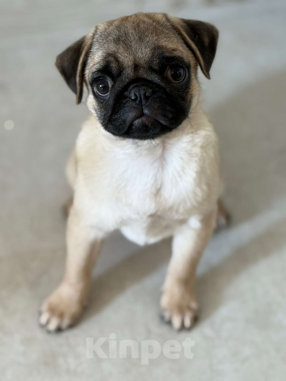 Собаки в Туле: Щенок мопса Девочка, 20 000 руб. - фото 2