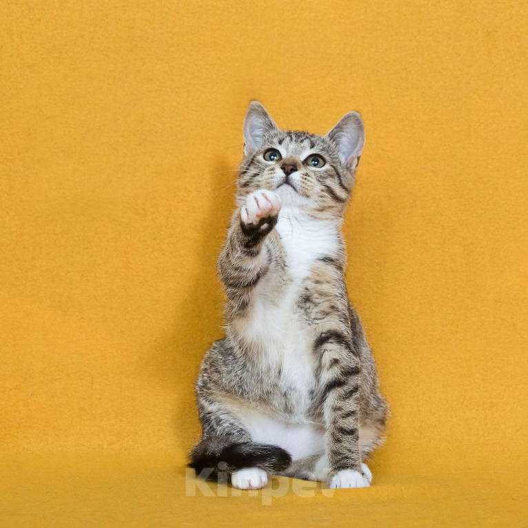 Кошки в других городах Московской области: Шурик - котенок-созерцатель Мальчик, Бесплатно - фото 6