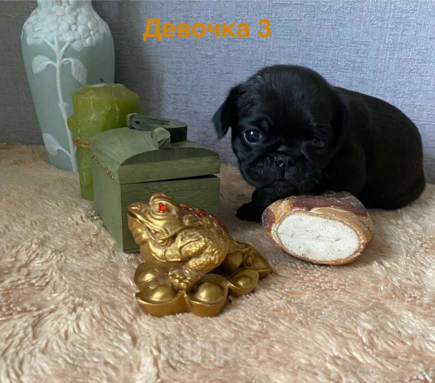 Собаки в Москве: Девочка пти брабансона Девочка, 60 000 руб. - фото 2