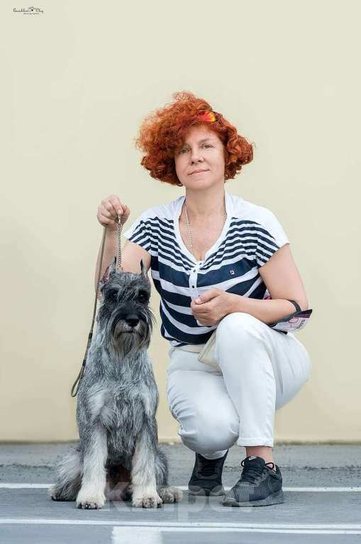 Собаки в Таганроге: Щенки шнауцера перец соль Мальчик, Бесплатно - фото 2