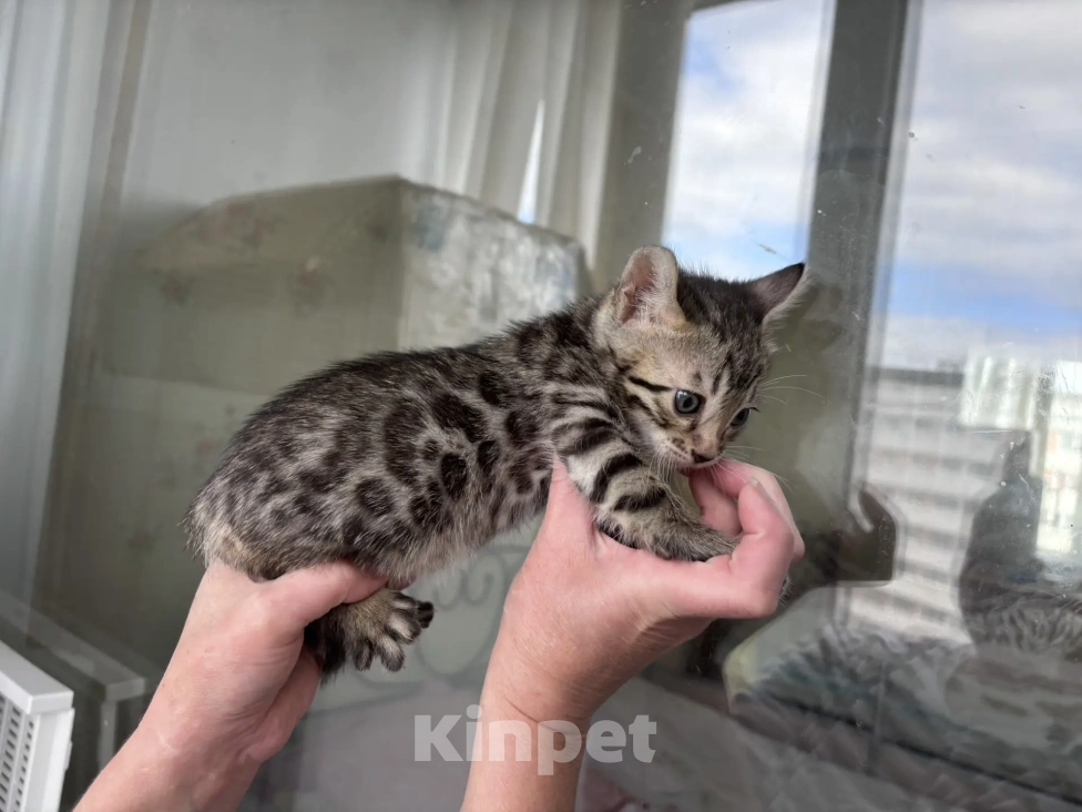 Кошки в Санкт-Петербурге: Бенгальский котёнок Мальчик, 45 000 руб. - фото 4