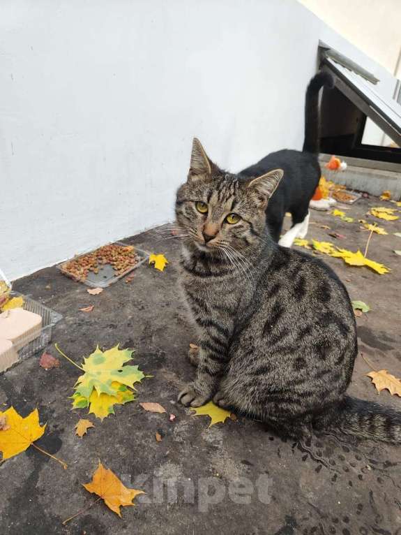 Кошки в Москве: Я самый грустный котик на свете Мальчик, Бесплатно - фото 2