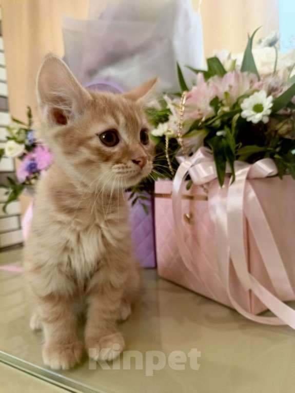 Кошки в Туле: Котята курильские  бобтейлы Мальчик, 5 000 руб. - фото 3