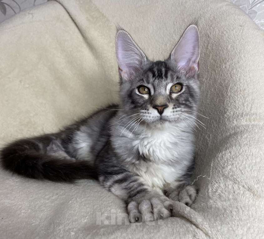 Кошки в Дмитрове: Черный серебристый мраморный мальчик Xavier Мальчик, 30 000 руб. - фото 1