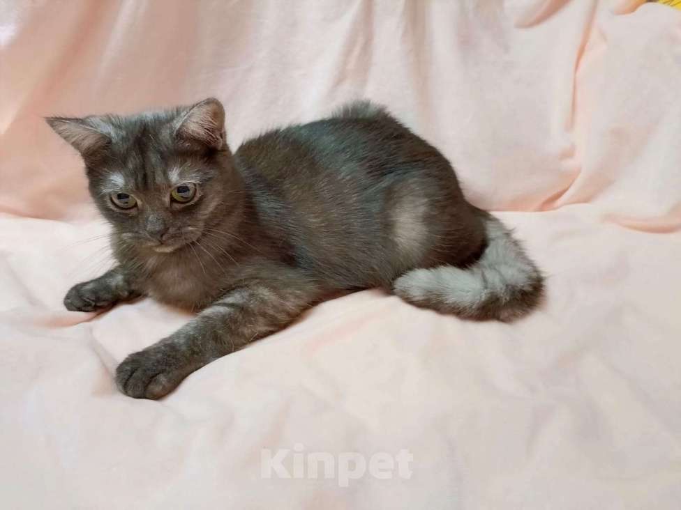 Кошки в Москве: Черника Девочка, 15 000 руб. - фото 2