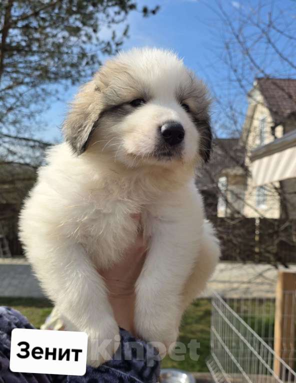 Собаки в Кингисеппе: Щенки Пиренейской горной собаки Разнополые, Бесплатно - фото 4