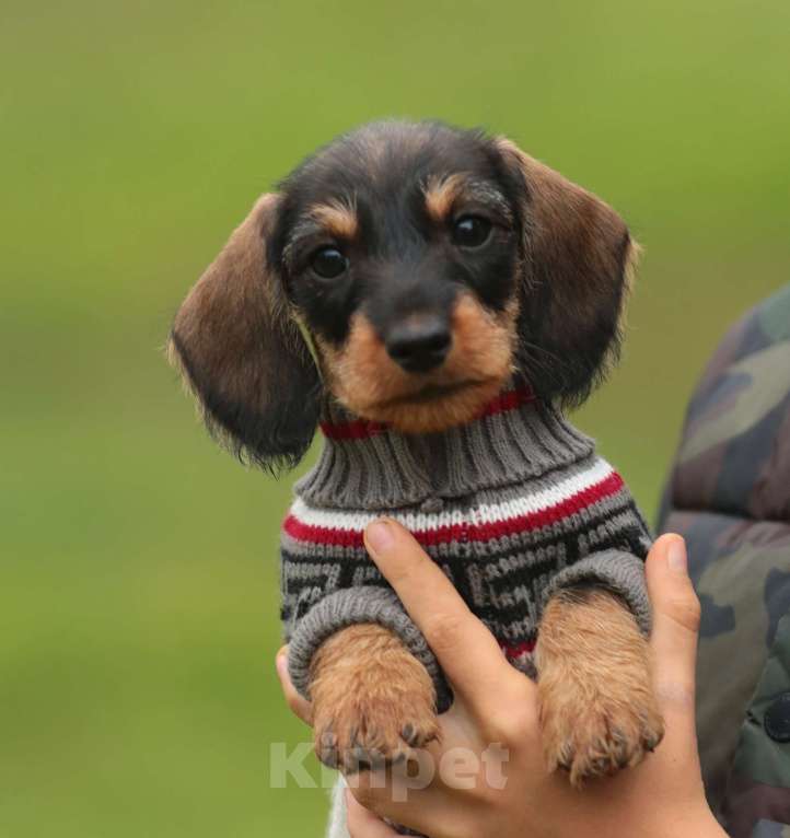 Собаки в Санкт-Петербурге: Щенки жш таксы. Питомник РКФ Девочка, 45 000 руб. - фото 6