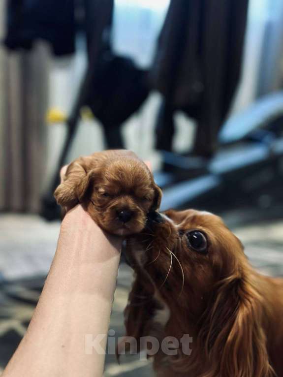 Собаки в Котовске: Продаются щенки Кавалер Кинг Чарльз спаниель Мальчик, 60 000 руб. - фото 2