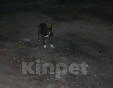 Собаки в Краснодаре: Найдена небольшая собака. ЮМР Краснодар. Девочка, Бесплатно - фото 1