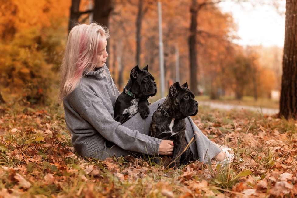 Собаки в Нижнем Новгороде: щенок кане корсо Девочка, 100 000 руб. - фото 4