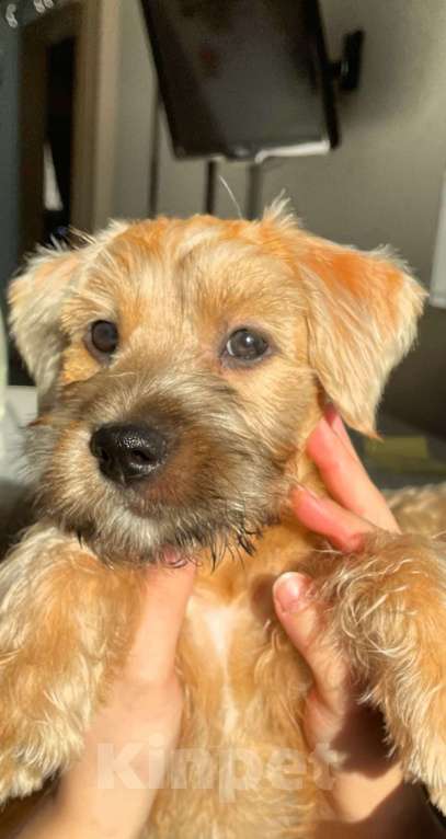 Собаки в Котельнике: Пшеничного терьера щенки Девочка, 100 000 руб. - фото 5