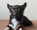 Собаки в Москве: Девочка чихуахуа 6 мес Девочка, 45 000 руб. - фото 3