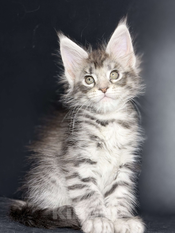 Кошки в других городах Московской области: Серебристая тигрулька Девочка, 30 000 руб. - фото 1