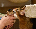 Кошки в Находке: продам котенка Абиссинской породы Девочка, 60 000 руб. - фото 1