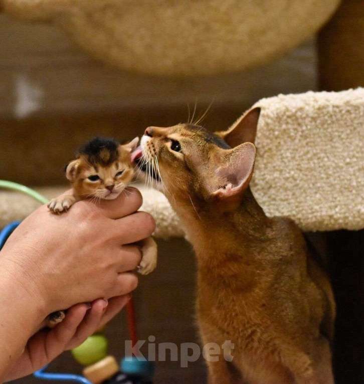 Кошки в Находке: продам котенка Абиссинской породы Девочка, 60 000 руб. - фото 1