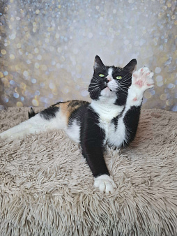 Амалия будет на выставке-пристройстве в Москве