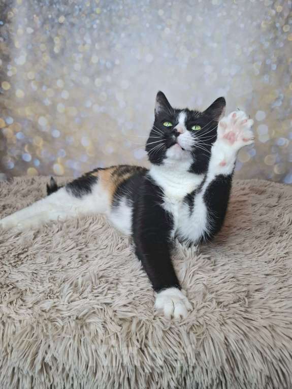 Кошки в Москве: Амалия будет на выставке-пристройстве в Москве Девочка, Бесплатно - фото 1