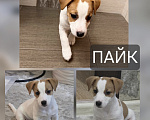 Собаки в Ростове-на-Дону: Продам Мальчик, 40 000 руб. - фото 1