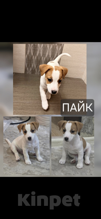 Собаки в Ростове-на-Дону: Продам Мальчик, 40 000 руб. - фото 1