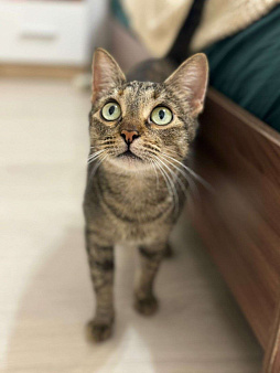 Молодая кошечка Анфисочка ищет добрые ручки